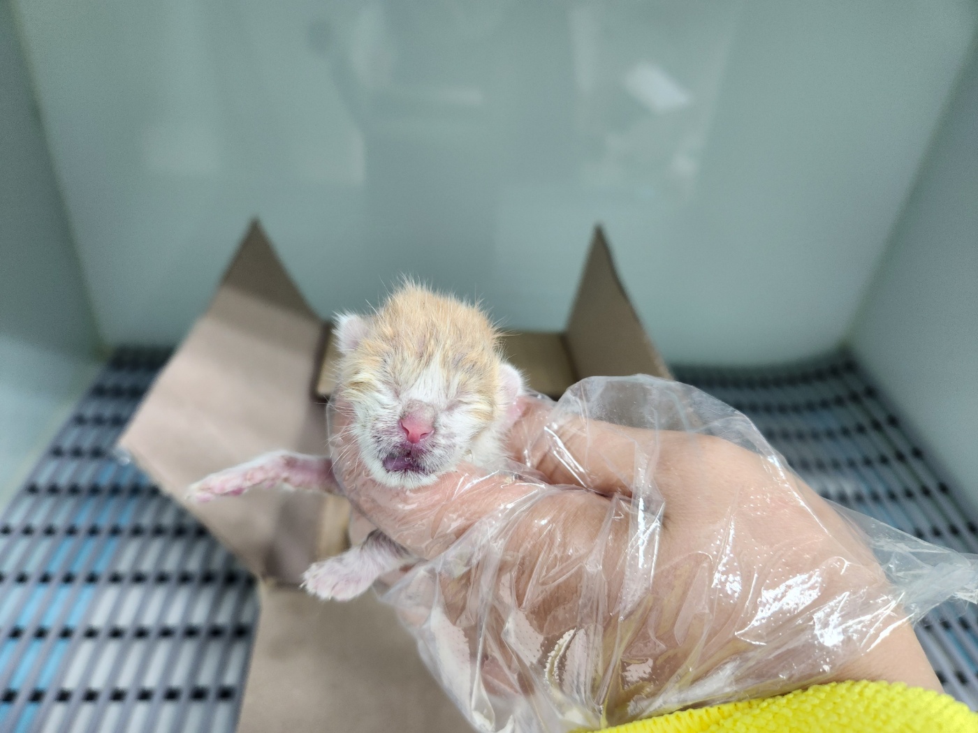광주TNR동물병원송정_441554202401308